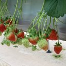 매지밀 딸기농장 이미지