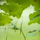 연꽃향기 이미지