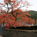 청도감마을 이미지