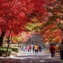 경기도 단풍축제 / 소요산 단풍 가을여행지로 최고 이미지