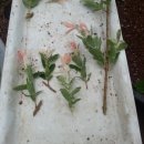 목원농원 이미지