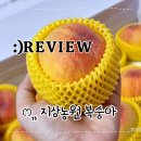 황도복숭아 지상농원 황도말랑이 복숭아러버 맛집 찾기 성공