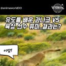 유도를 배운 과나코 VS 맷집 좋은 육상선수 퓨마.. 결과는? 이미지