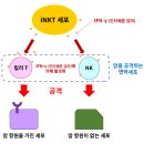 유전자 치료, 광면역 치료, 시스&리포요법(리포솜화 항암제), TACE(나노 카테터에서 암 조직 근방 투여) 조합한 통합 암 치료 이미지