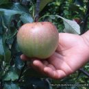 사과나무 - 남동구 백범로406번길 7 | 사과나무