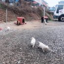 옆집이모 이미지