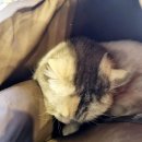 김민성 동물병원 이미지