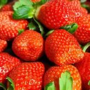 금실농장 이미지