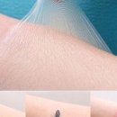 피노코로 이미지