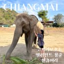 새코끼리약국 | 치앙마이 코끼리 보호소 엘리펀트 정글 센츄어리 강추후기(내돈내산)