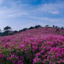 5지구대마트