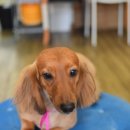 루피펫살롱 이미지