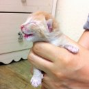 베라미스 이미지