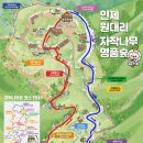 11월14일(토) 인제 자작나무숲 트레킹 정기산행 이미지