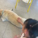 미어켓파크 이미지