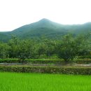 흑송농장 이미지