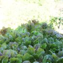 북풍의 언덕 이미지