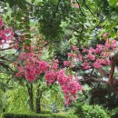 정자나무공원 이미지