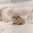 토이주니