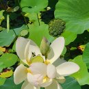 오천그린광장 이미지