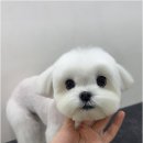 뽀그리독 | 아이에게 꼭 맞는 맞춤 교감미용은 서구애견미용 뽀그리독에서 쉽게 찾을 수 있어요