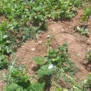 뽑기 좋은날 이미지