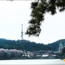 4월 11일(금) 군산 구불길 벚꽃길 걷기여행 후기(하) 이미지