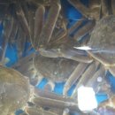 천지대게 이미지