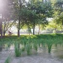 물의 기억 이미지