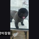 멍냥미장원 이미지