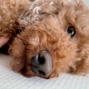 문산 동물병원 이미지