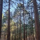 축령산 치유의 숲 안내센터 | 축령산 치유의 숲 다녀옴