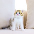 분당고양이분양 고사남 이미지