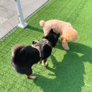 플레이 바우 이미지