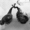 분당 아마존 동물병원 이미지