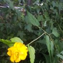 구평동-31 이미지