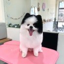 바둑이 애견미용 이미지