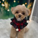 도그살롱 이미지