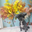 빛나개살롱 이미지