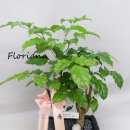 (주)포레나무병원 이미지