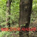 백두대간 자락2곳 산행.114 (원본 약초 매니아 카페) 이미지