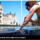 독일의 폭염 사망자 수가 1만 명에 육박하고 있습니다. 이미지