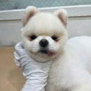 멍멍아 미용하러 가자 이미지