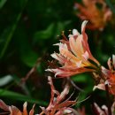 사화로-3 이미지