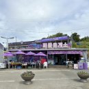 신안 섬 라벤더•작약꽃 축제 - 퍼플섬 라벤더 축제...및 실시간 개화, 방문 후기, 5월 봄꽃 여행지 추천