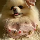 핑크강아지 이미지