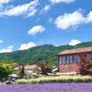 향기에취하다 | [강원도 고성 여행] 6월, 보랏빛 향기에 취하다: 하늬라벤더팜 상세 가이드