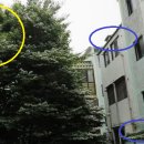 병아리삐약