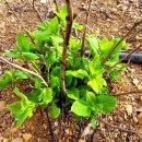 꽃길펜션 이미지