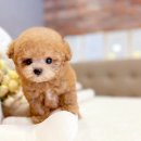 인천강아지분양 고양이분양 24시 데려가개 청라점 | 새로운 가족을 만날 수 있는 인천강아지분양 고양이분양 24시 데려가개 청라점